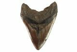 Brown, Fossil Megalodon Tooth - South Carolina #122239-2
